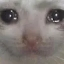 SadCat SadCat