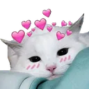 CatLove