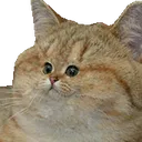 CatSmallFace
