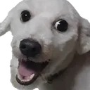 doggo