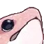 snootboop snootboop