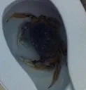 crabtoilet