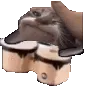 BongoPetted