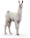 Llama Llama