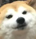 doge