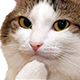 catthink Discord emoji