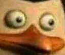 peng_stare peng_stare
