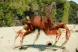 Crabs