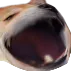 omegadoge