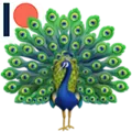 peacock