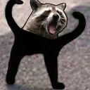 racoon