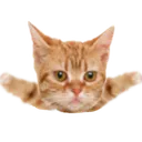 catshrug
