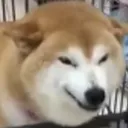 evildoggo