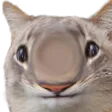 betoplode