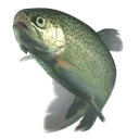 trout trout