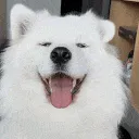 wiggle