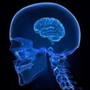 smallbrain