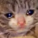 sad_cat