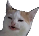 :PepestanVsratiyCat: Discord Emote