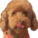 blep blep
