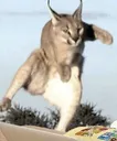 darkscat