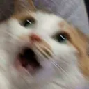 gohcat