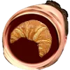 omegacroissaint