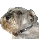dogeJoker