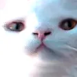 nymnY