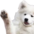 waveboye