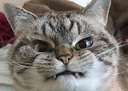 grrr Discord emoji