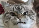 grrr
