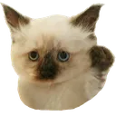 :miso: