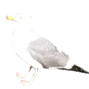 SeagullNoise