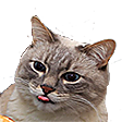 :PepestanKoshakWhat: Discord Emote