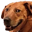 PepestanDogSmile Discord Emoji