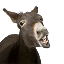 PepestanBurro Discord Emoji