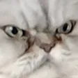 madCat
