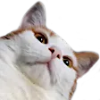mochiWHAT