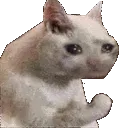 SaddestCat