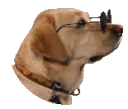 DogJan