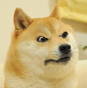 angrydoge