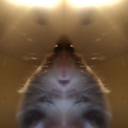 hamster