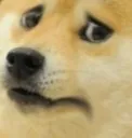 dogeconcern