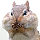 chipnoms