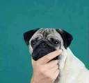 PugThonk