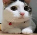 No_Cat No_Cat