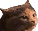 chonk Discord emoji