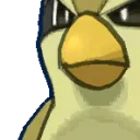 PidgeyRattata6