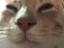 smugcat